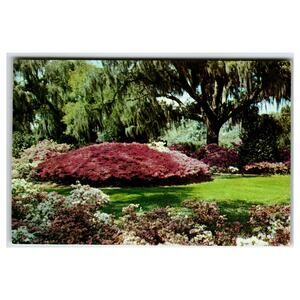 Vintage Southern Azalea Garden Postcard Spanish Moss Dexter Press Ektachrome